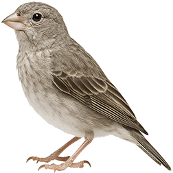 Gray Singing Finch